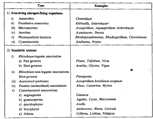 7_Gifted Species - Biological Nitrogen-Fixation.png